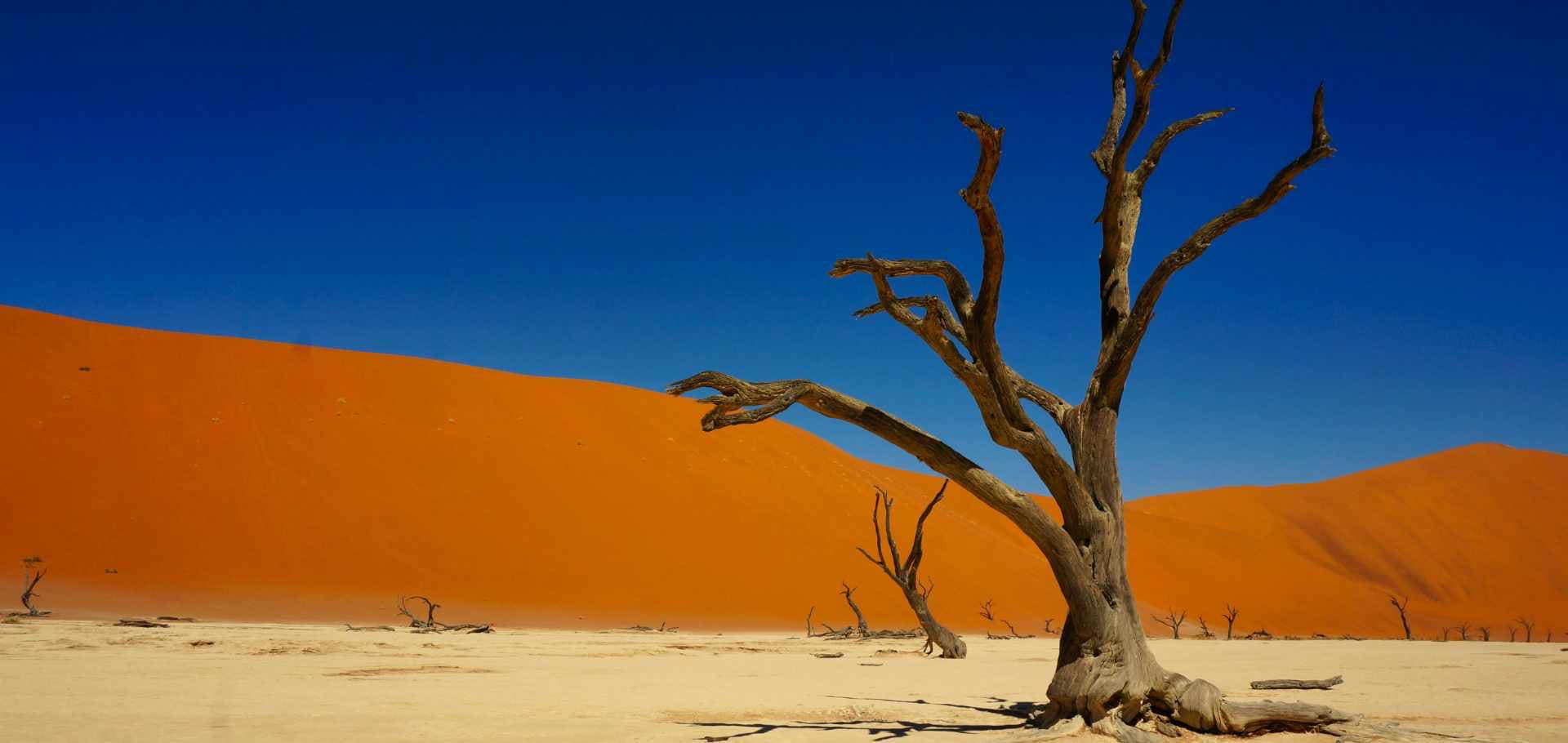 Weathered black branches of an ancient tree rise against a steep red dune slope