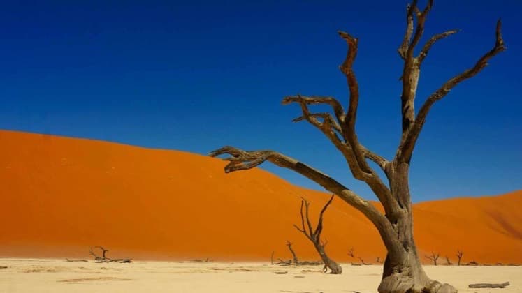 Weathered black branches of an ancient tree rise against a steep red dune slope