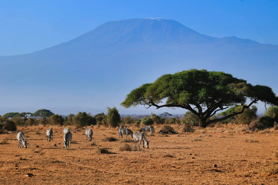 Herd of zebras in Amboseli National Park under the silhouette of Mount Kilimanjaro.