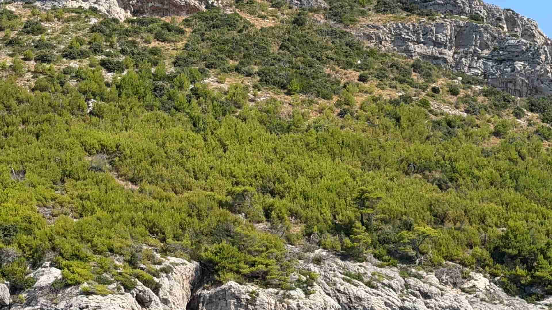 A steep, rugged limestone hillside densely covered with bright green pine trees and Mediterranean scrub under a clear blue sky