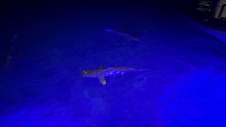 Blacktip reef shark swimming gracefully through deep blue nocturnal water.