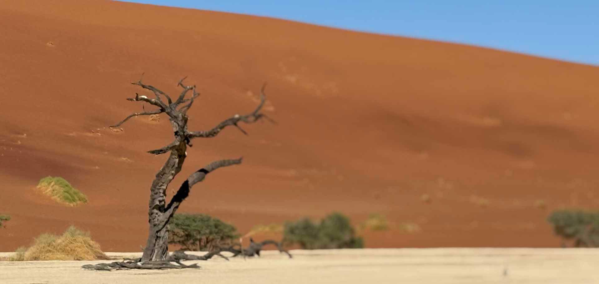 A gnarled, mummified camel thorn tree stands against a towering red sand dune