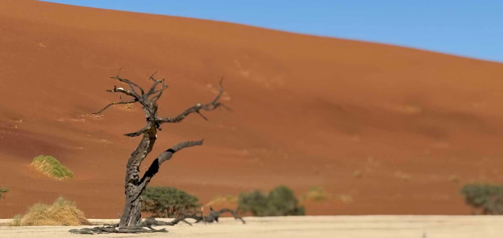 A gnarled, mummified camel thorn tree stands against a towering red sand dune