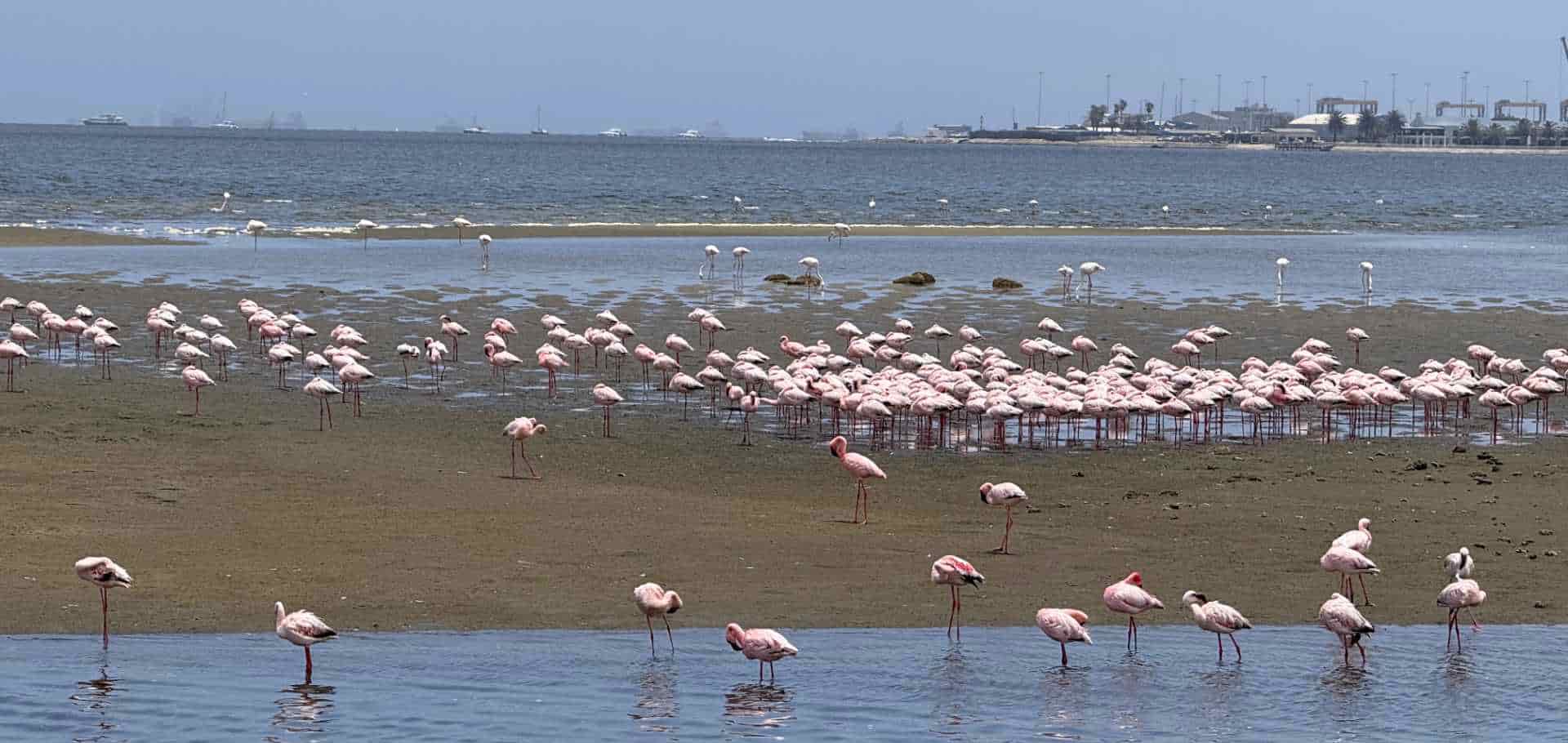 A large flock of pink flamingos gathered in the shallow wetland waters along the Atlantic coast