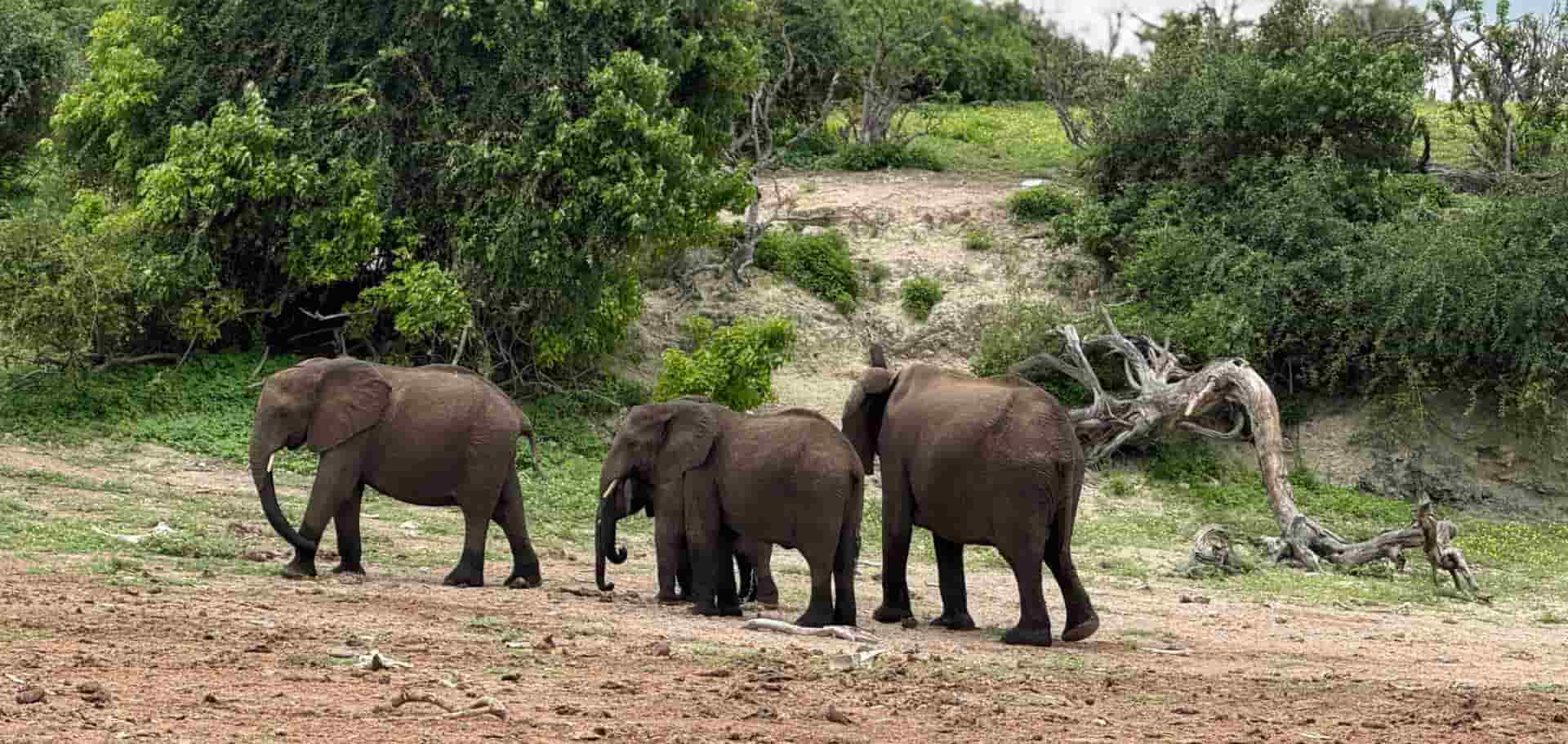 A small herd of elephants walking along the riverbank near lush green vegetation.