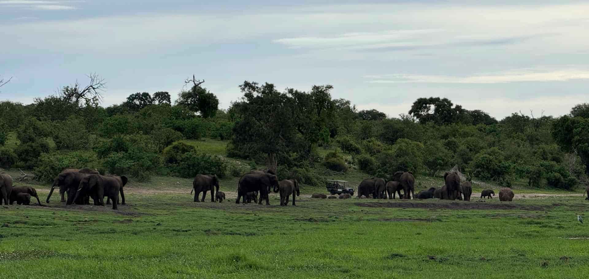 A large herd of elephants gathered on the open grassy plains near the water.