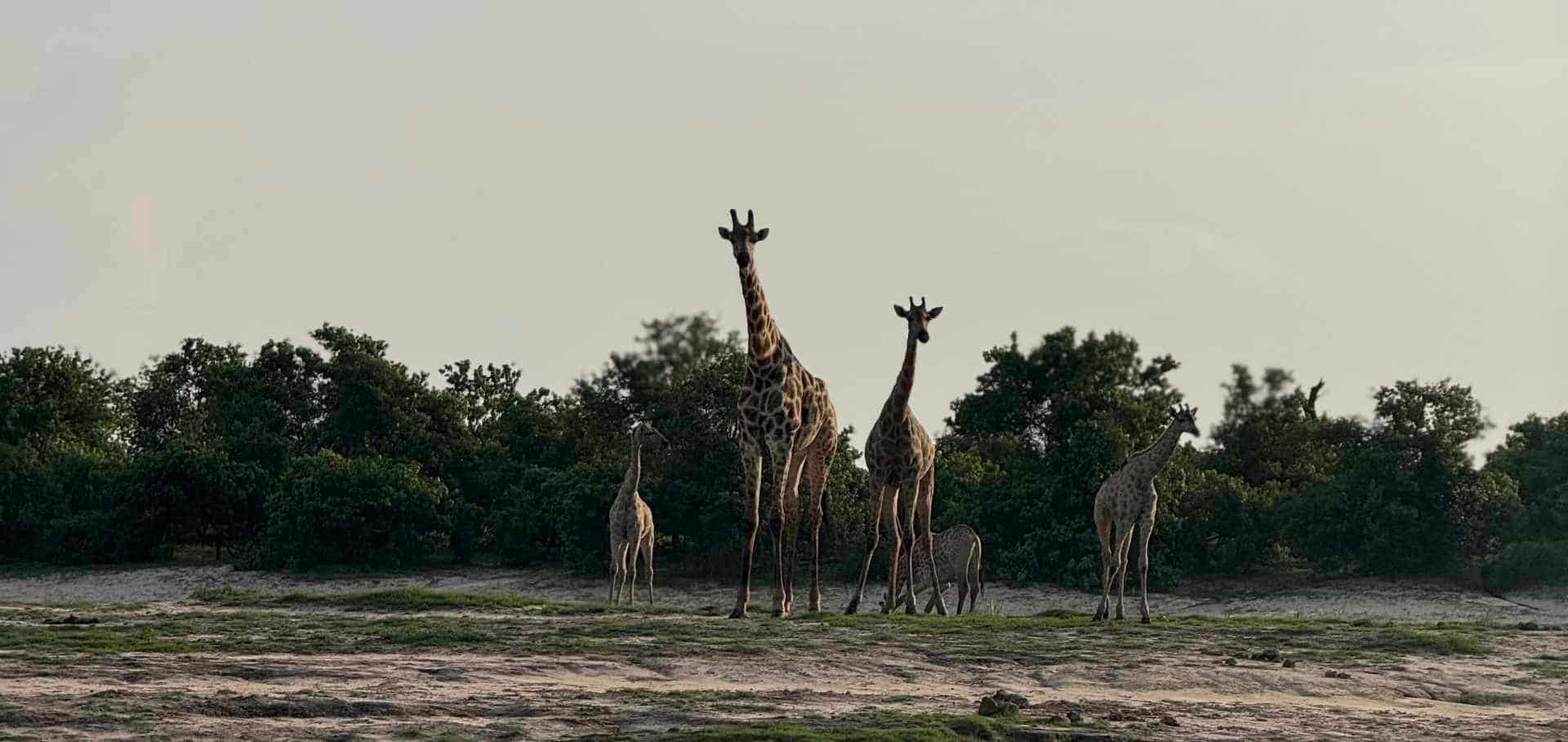 A group of giraffes standing together against a backdrop of green acacia trees.