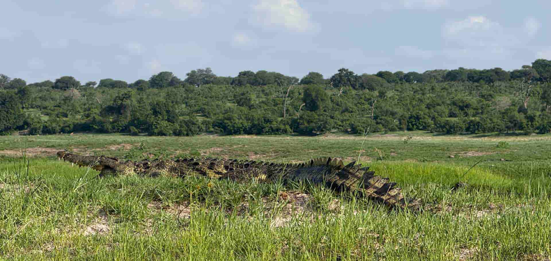 A large Nile crocodile resting quietly in the green grass near the riverbank.