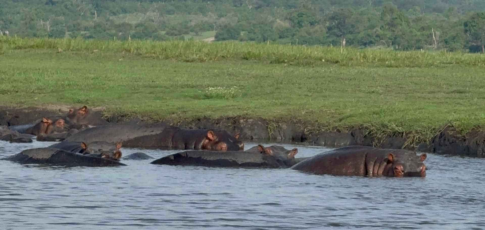 A pod of hippos partially submerged in the calm water along the muddy river edge.