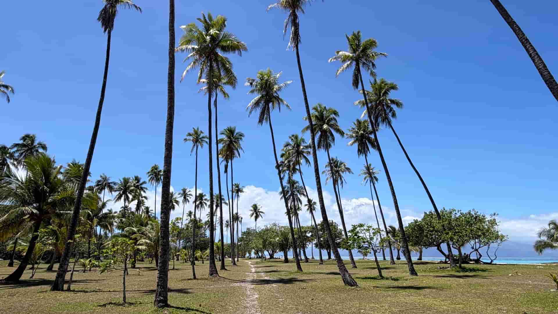 Tall palm trees lining a grassy pathway beneath a bright blue tropical sky in Moorea.