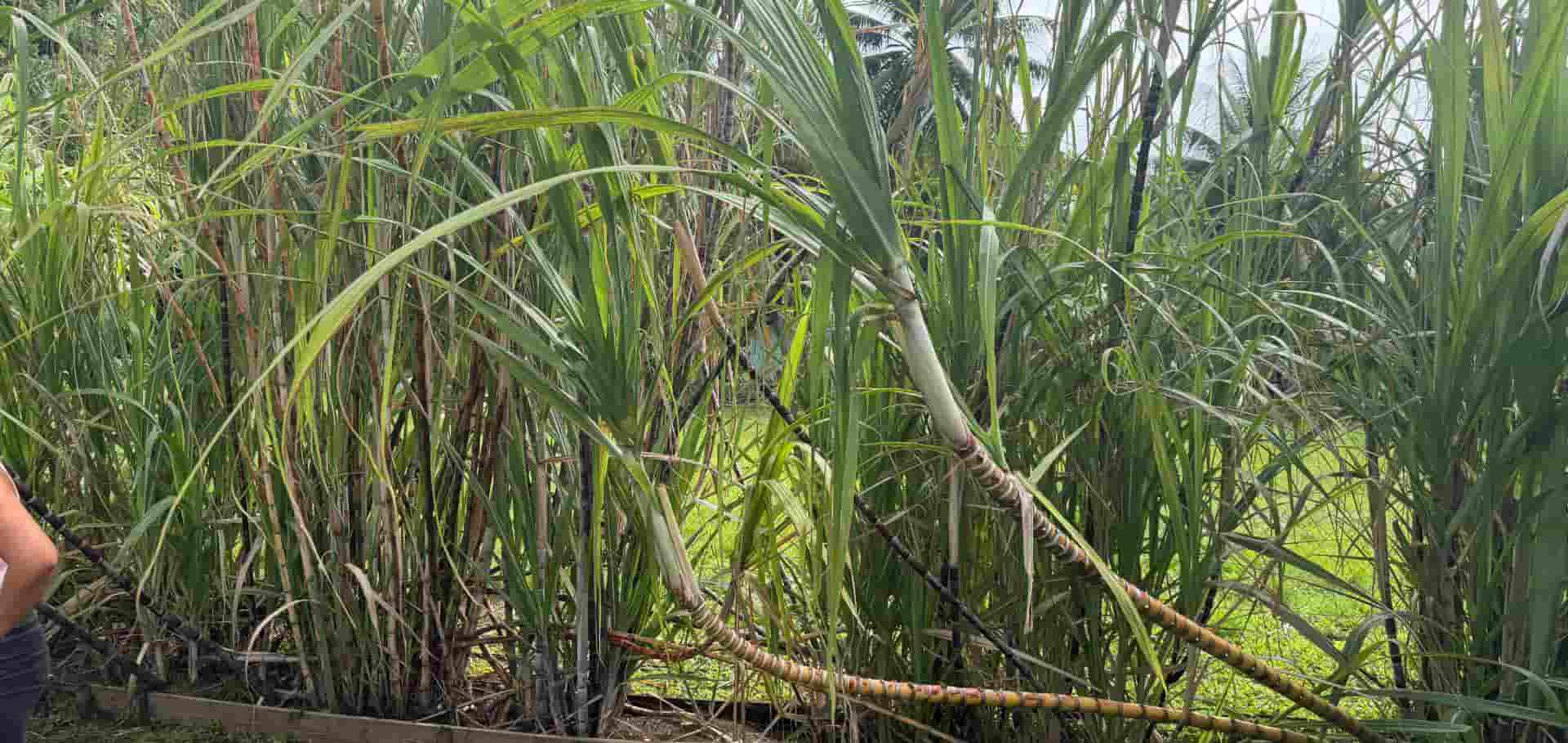 Tall green sugarcane stalks growing densely in a sunlit agricultural field on the island.