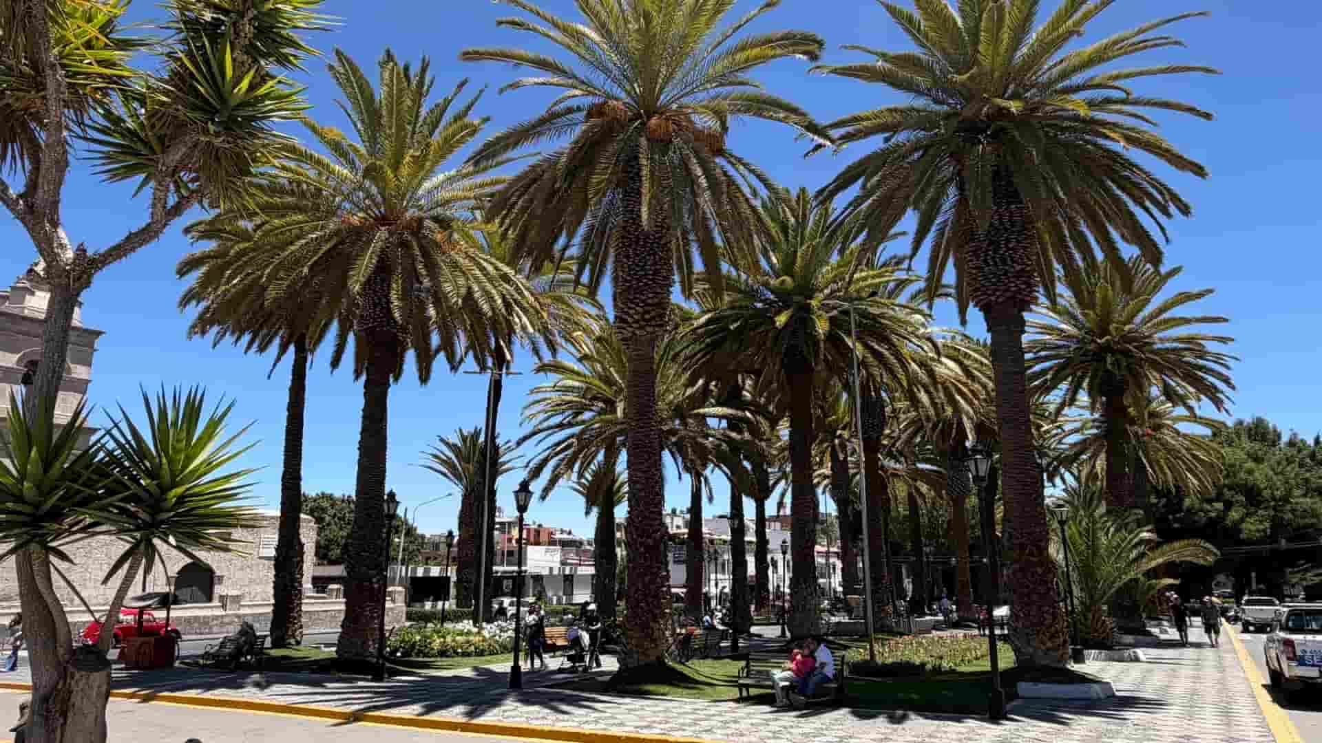 Tall palm trees lining a sunny public park square in the heart of Arequipa.
