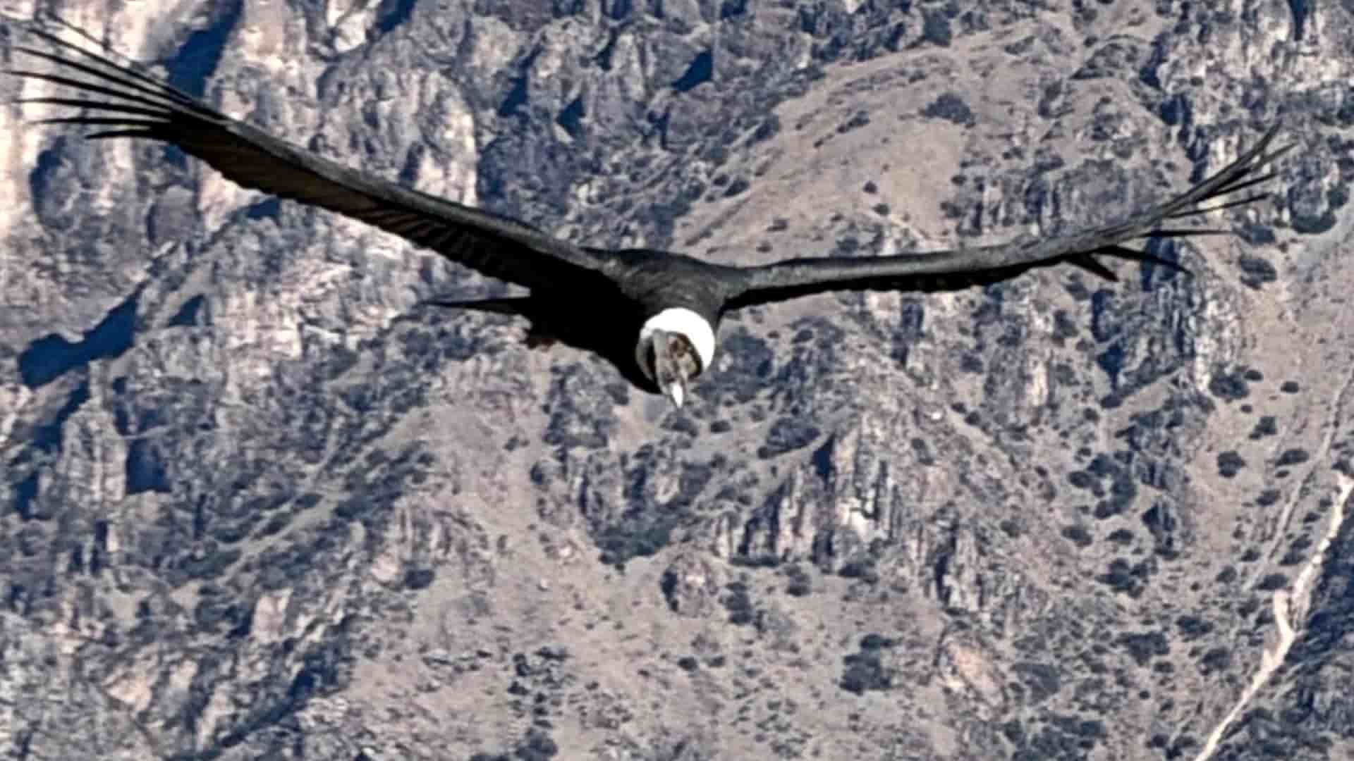 Andean condor gliding gracefully with outstretched wings against a rocky backdrop.