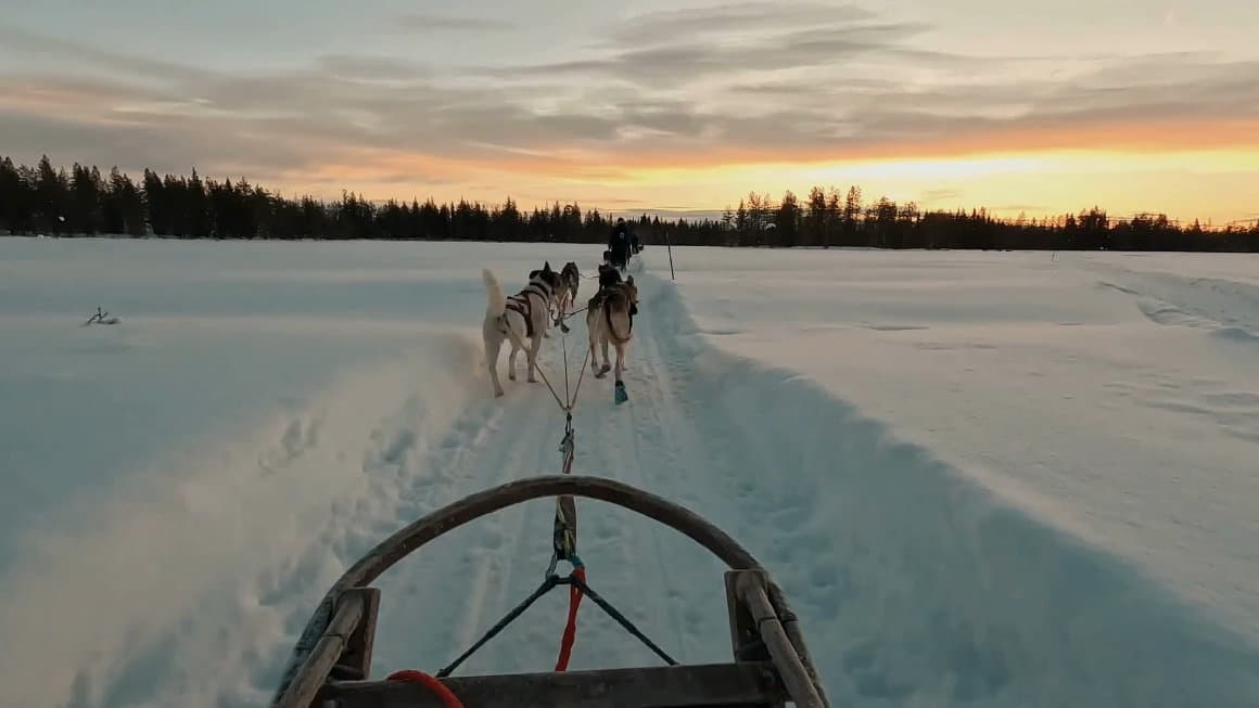 Dogs pulling a sleight in the snow
